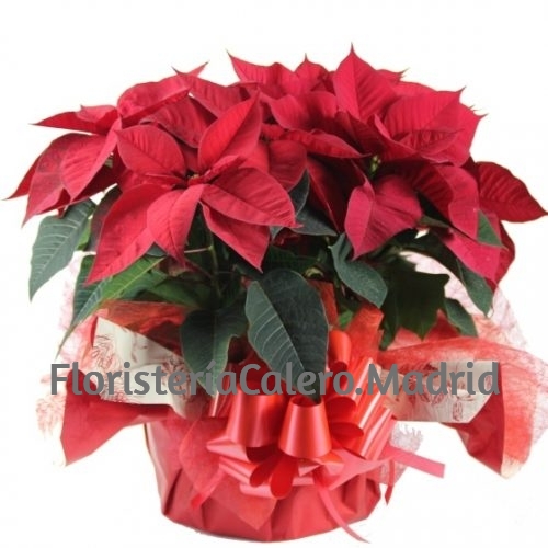 Composición flores de Navidad