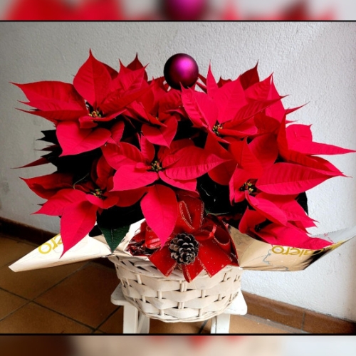 Cesta Grande de Poinsettias