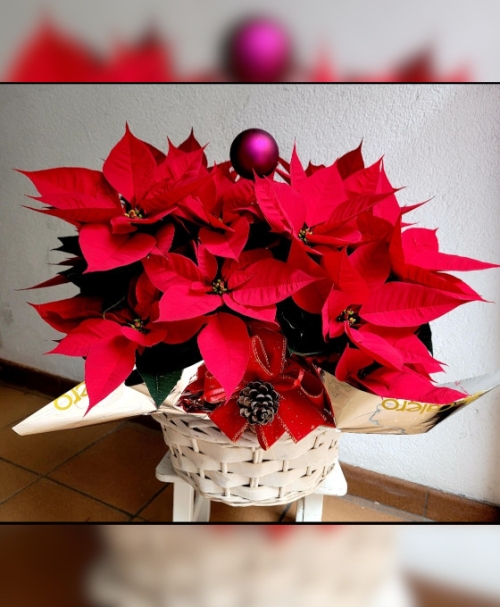 Cesta Grande de Poinsettias