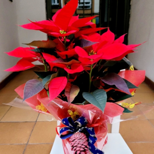 Cesta Mediana de Poinsettias