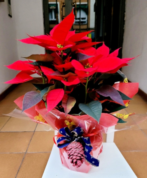 Cesta Mediana de Poinsettias