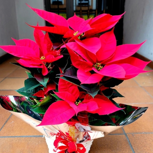 Cesta de Mimbre con Poinsettia