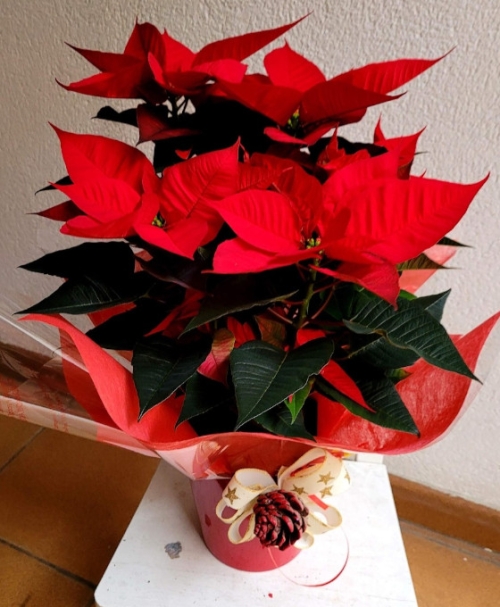 Flor de Pascua