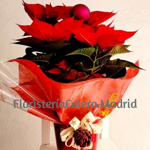 Poinsettia con maceta roja